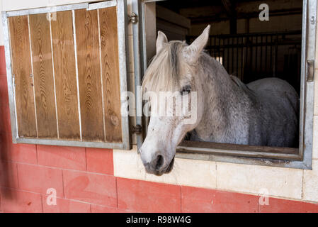 Cheval blanc met sa tête hors de la fenêtre de son paysage agricole stable, Banque D'Images