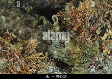 Détail de l'avant repéré (variable) d'Aplysia dactylomela lièvre de mer court entre les algues brunes sur fond plat de gros sable et rochers. Banque D'Images