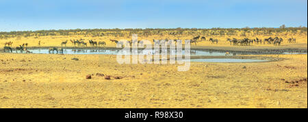 Panorama grand angle des animaux sauvages comme des zèbres, des bubales et springboks boire à Nebrownii point d'eau en saison sèche de savane. Parc National d'Etosha en Namibie. Banque D'Images