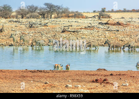 Animaux de Namibie : les zèbres et les springboks à Okaukuejo Etosha National Park de point d'eau en Namibie. Banque D'Images