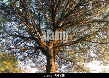 Un grand arbre avec de grands coup d'État par en bas dans le magnifique coucher de soleil et ciel bleu clair à l'arrière-plan Banque D'Images