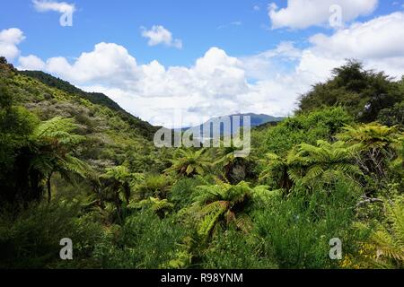 Forêt luxuriante vallée Waimangu avec le lac Rotomahana et Mount Tarawera dans la distance Banque D'Images