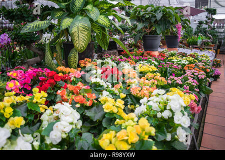 Différents types de fleurs et de plantes dans une pépinière shop Banque D'Images