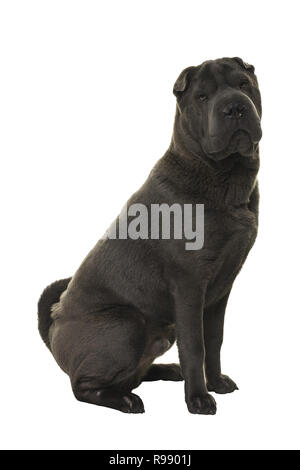 Chien Shar Pei gris assis regardant la caméra isolé sur fond blanc Banque D'Images