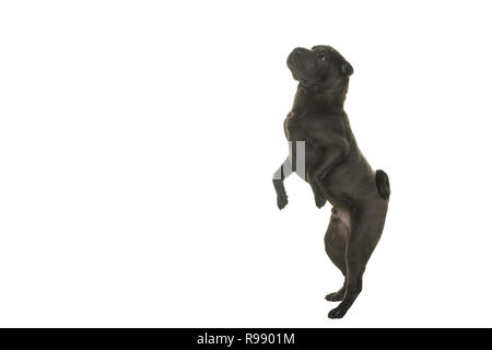 Chien Shar Pei gris sautant à l'écart isolé sur fond blanc la mendicité Banque D'Images