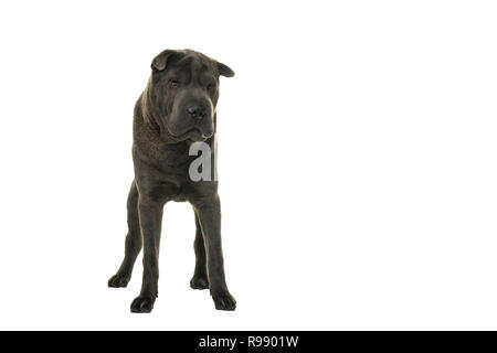 Gris permanent Shar Pei chien regardant la caméra isolé sur fond blanc Banque D'Images