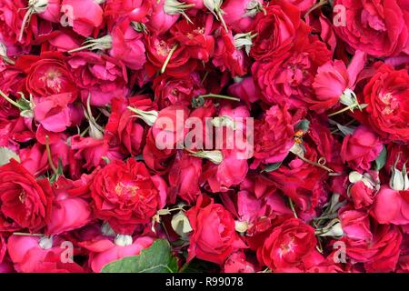 A Sac de roses dans un marché aux fleurs à Jaipur, Rajasthan, Inde. Banque D'Images
