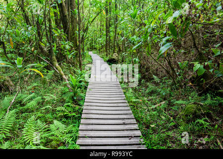 Marche sur la promenade aménagée le long Pipiwai Trail à Maui, Hawaii Banque D'Images