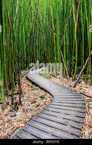 Forêt de bambou le long Pipiwai Trail à Maui qui peut être trouvé près de la route de Hana, New York Banque D'Images