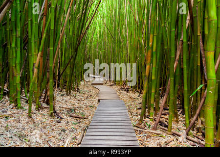 Sentier à travers la forêt de bambou sur l'île de Maui, Hawaii le long du sentier Pipiwai Banque D'Images