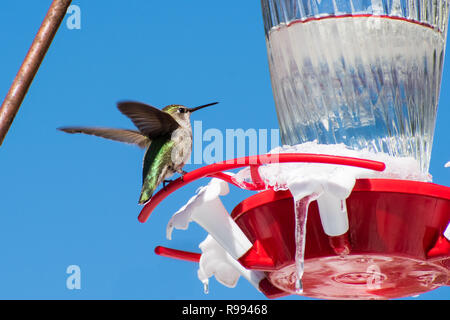 Anna's Hummingbird mignon assis sur un jardin sur un convoyeur d'inhabituel froide journée d'hiver ; une partie de l'alimentation est gelée, recouverte de glace, San Jose, San Banque D'Images