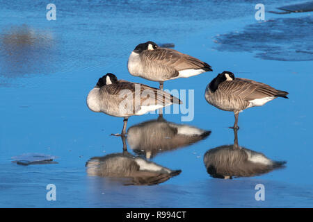 Les bernaches du Canada sont en appui sur la glace bleu vif à Ada Hayden park pendant la migration d'hiver Banque D'Images