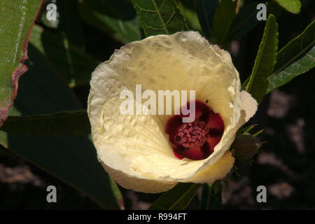 Sydney, Australie, fleurs jaune pâle avec crimson centre d'un hibiscus heterophyllus native tree Banque D'Images