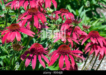 Sydney, Australie, Echinacea purpurea floraison Double noms hybrides framboisier Scoop Banque D'Images