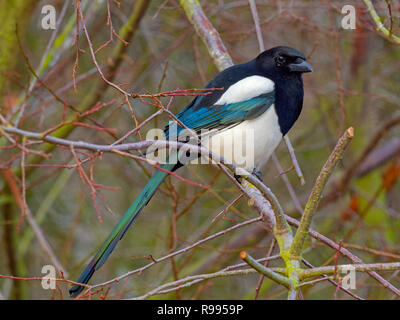 Magpie Pica pica auburn à Titchwell Norfolk Banque D'Images