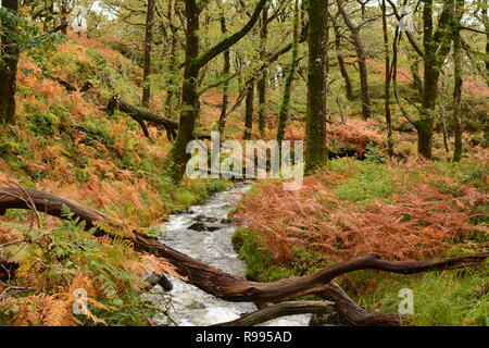 Forêt pluviale tempérée, Ty Coed coch avec Ruisseau de montagne Banque D'Images