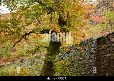 Forêt pluviale tempérée, Ty Coed coch avec remblai de chemin de fer Ffestiniog Banque D'Images