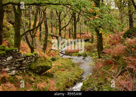 Forêt pluviale tempérée, Ty Coed coch avec Ruisseau de montagne Banque D'Images