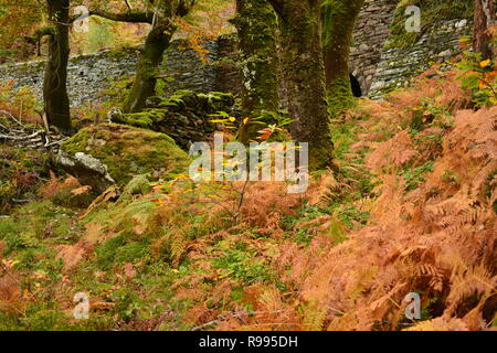 Forêt pluviale tempérée, Ty Coed coch avec remblai de chemin de fer Ffestiniog Banque D'Images