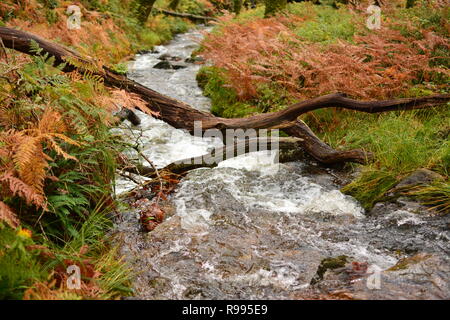 Forêt pluviale tempérée, Ty Coed coch avec Ruisseau de montagne Banque D'Images