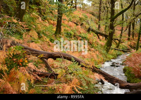 Forêt pluviale tempérée, Ty Coed coch avec Ruisseau de montagne Banque D'Images