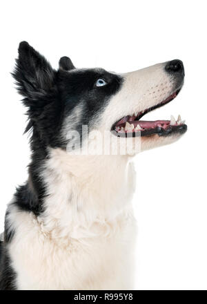 Yakutian laika in front of white background Banque D'Images