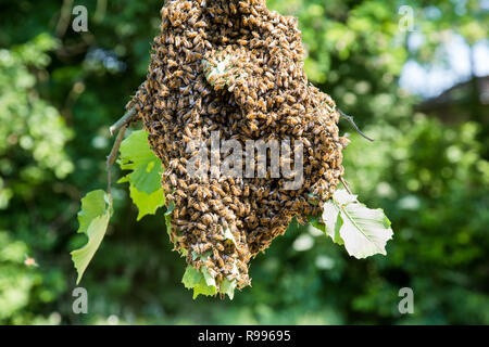 - Essaim d'abeilles Les abeilles en grand nombre on tree branch Banque D'Images