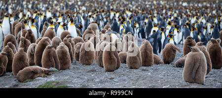 Royaume-uni, la Géorgie du Sud, Fortuna Bay, sifflet Cove. Colonie de pingouins roi avec les poussins. Banque D'Images