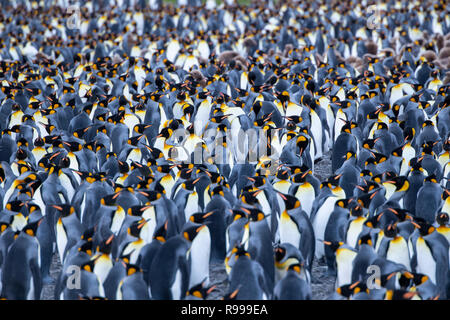 Royaume-uni, la Géorgie du Sud, Fortuna Bay, sifflet Cove. Colonie de pingouins roi avec les poussins. Banque D'Images