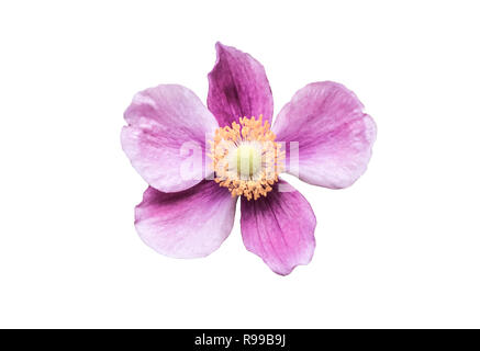 Anemone 'Little Princess' fleur sur fond blanc d'en haut Banque D'Images