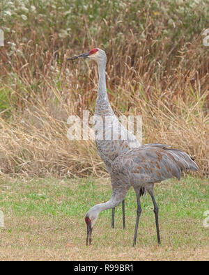 Deux grues à pied dans un pré rempli avec les herbes des prairies, allé aux semences et ironweed verge d'or. Une grue monte la garde sur l'autre comme il mange Banque D'Images