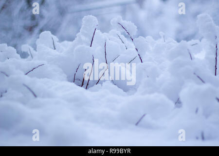 Branches couvertes de neige, poudre moelleux avec arrière-plan flou. Banque D'Images