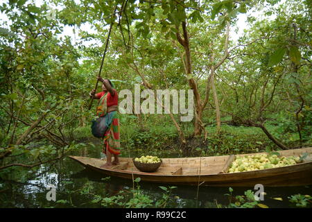 Marché Flottant , Barishal , Bangladesh Banque D'Images