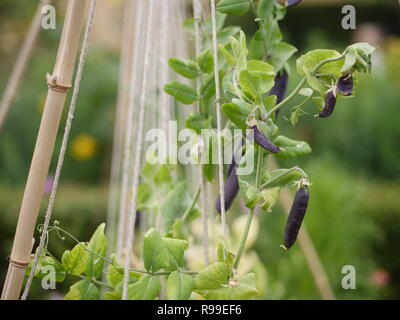 Jardin de permaculture avec des haricots et des fleurs Banque D'Images