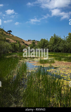 Algues en canal d'inondation à côté de la plage de silicium dans la Ballona Wetlands, Playa Vista, California, USA Banque D'Images