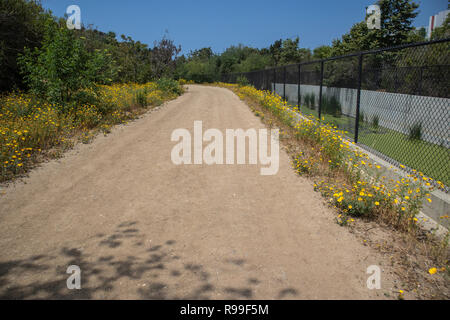 Algues en canal d'inondation à côté de la plage de silicium dans la Ballona Wetlands, Playa Vista, California, USA Banque D'Images