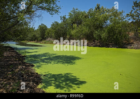 Algues en canal d'inondation à côté de la plage de silicium dans la Ballona Wetlands, Playa Vista, California, USA Banque D'Images
