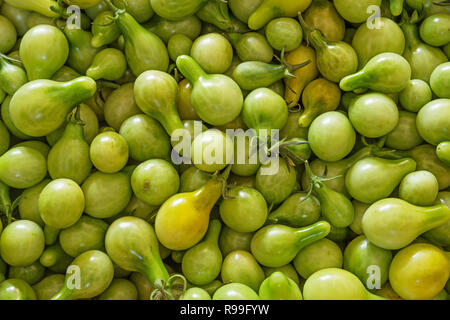 Tomates cerises cueillies vertes d'un jardin avant un gel Banque D'Images