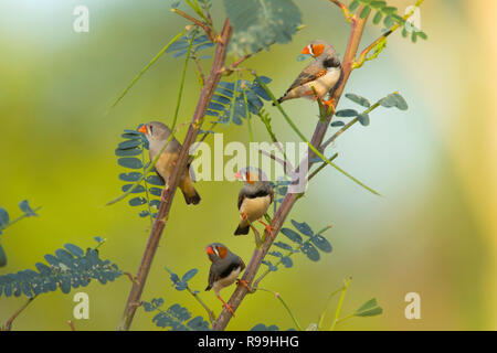 Un petit troupeau de diamants mandarins perché dans un buisson - Zebra Finch, Taeniopygia guttata, près de Mount Isa, l'ouest du Queensland. Banque D'Images