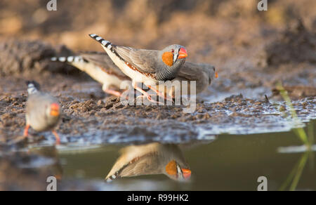 Petit troupeau de diamants mandarins - Zebra Finch, Taeniopygia guttata, boire à un petit étang près de Mount Isa, l'ouest du Queensland. Banque D'Images