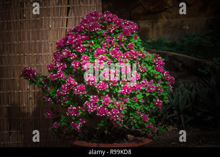 Texture fleurs de bougainvilliers et d'arrière-plan. Fleurs violettes de bougainvilliers. Vue rapprochée de bougainvillier fleur pourpre. Flux pourpre coloré Banque D'Images