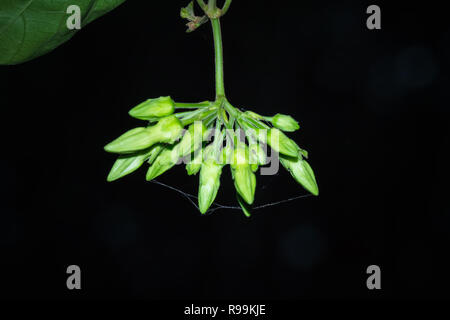 Close up of Telosma cordata flower Banque D'Images