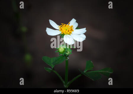 Beau fonds fermé Bidens pilosa Banque D'Images