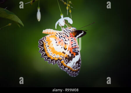 Beau papillon et fleur en jardin Banque D'Images