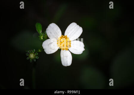 Beau fonds fermé Bidens pilosa Banque D'Images