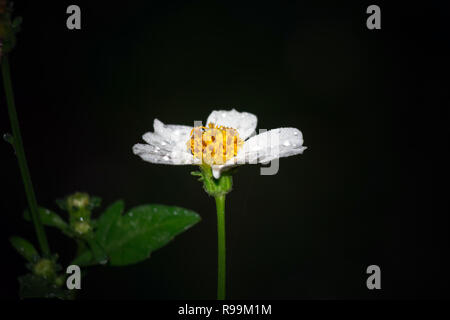 Beau fonds fermé Bidens pilosa Banque D'Images