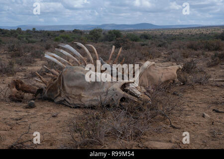 Eland carcasse dans le veld Banque D'Images