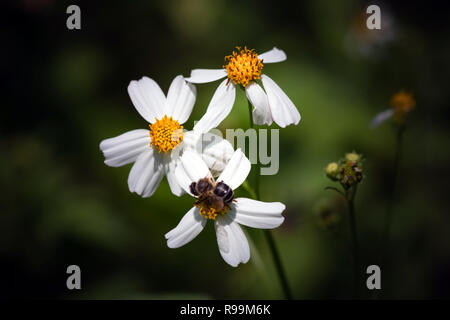 Beau fonds fermé Bidens pilosa Banque D'Images