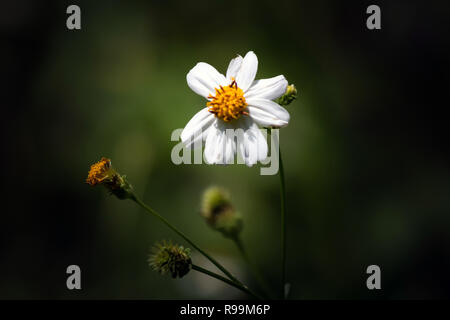 Beau fonds fermé Bidens pilosa Banque D'Images