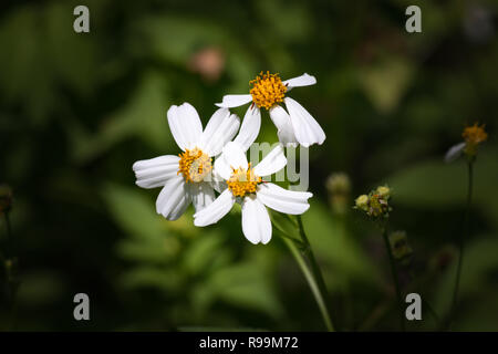 Beau fonds fermé Bidens pilosa Banque D'Images